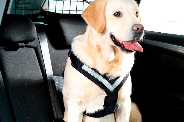 Fremmedgørelse Creed Definere Sikkerhed for hund i bil