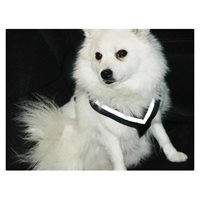 Hundesele MIMsafe Allsafe - Medium