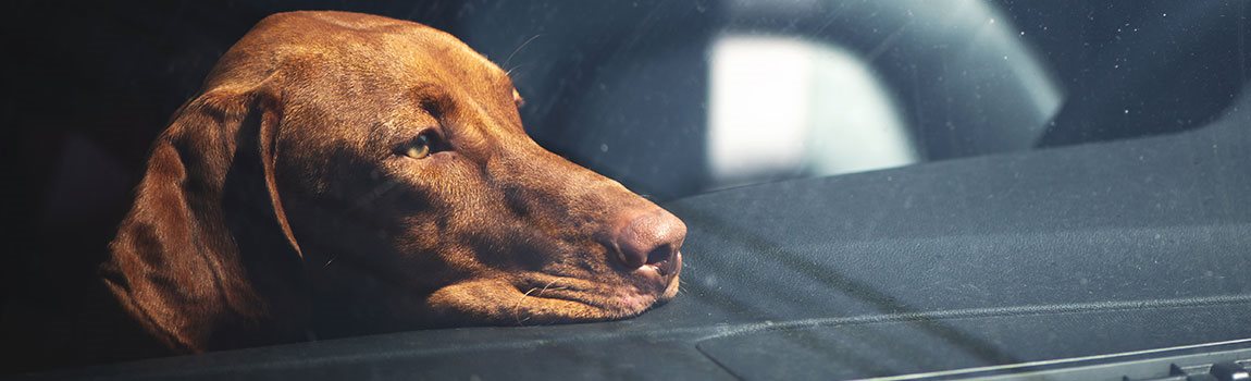 Tap Grand Rendition Sikkerhed for hund i bil